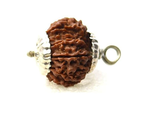 HaridwarDivine 12 Mukhi Rudraksha Brown Certificate Lab Test & X-ray Report with Silver Capping| Rudraksha Pendant for