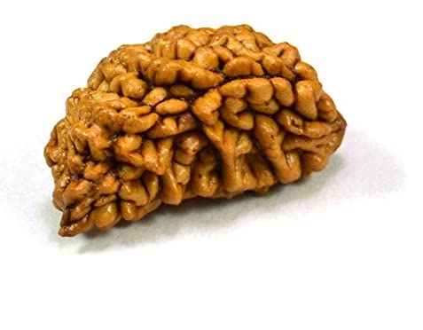 HaridwarDivine 1 Mukhi Faced Rudraksha | Natural & Certified | Astrological One Mukhi/Faced Kaju Dana Rudraksha | Positive Effect | Unisex Both for Men & Women
