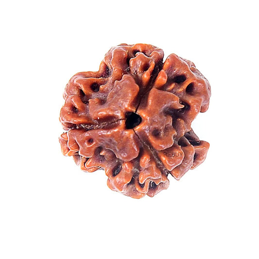 HaridwarDivine 3Mukhi Nepali Original Rudraksha | Natural & Certified | Unisex | Lab Certified
