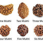 Natural Brown Real Rudraksha Beads